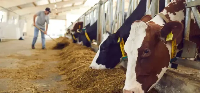 Smarter Livestock Intelligence